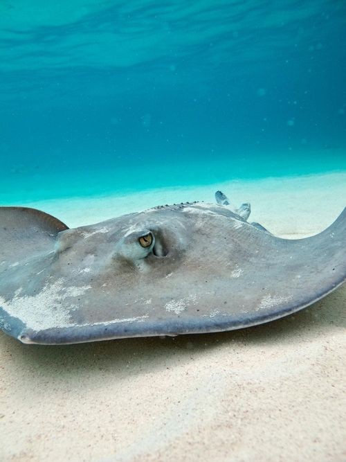 가오리 어이없는 달글 | 인스티즈