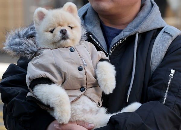 올해도 기대되는 '수능 강아지' 모음 | 인스티즈