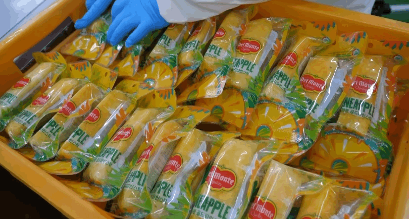 델몬트 파인애플 공장 견학🍍🤓 | 인스티즈