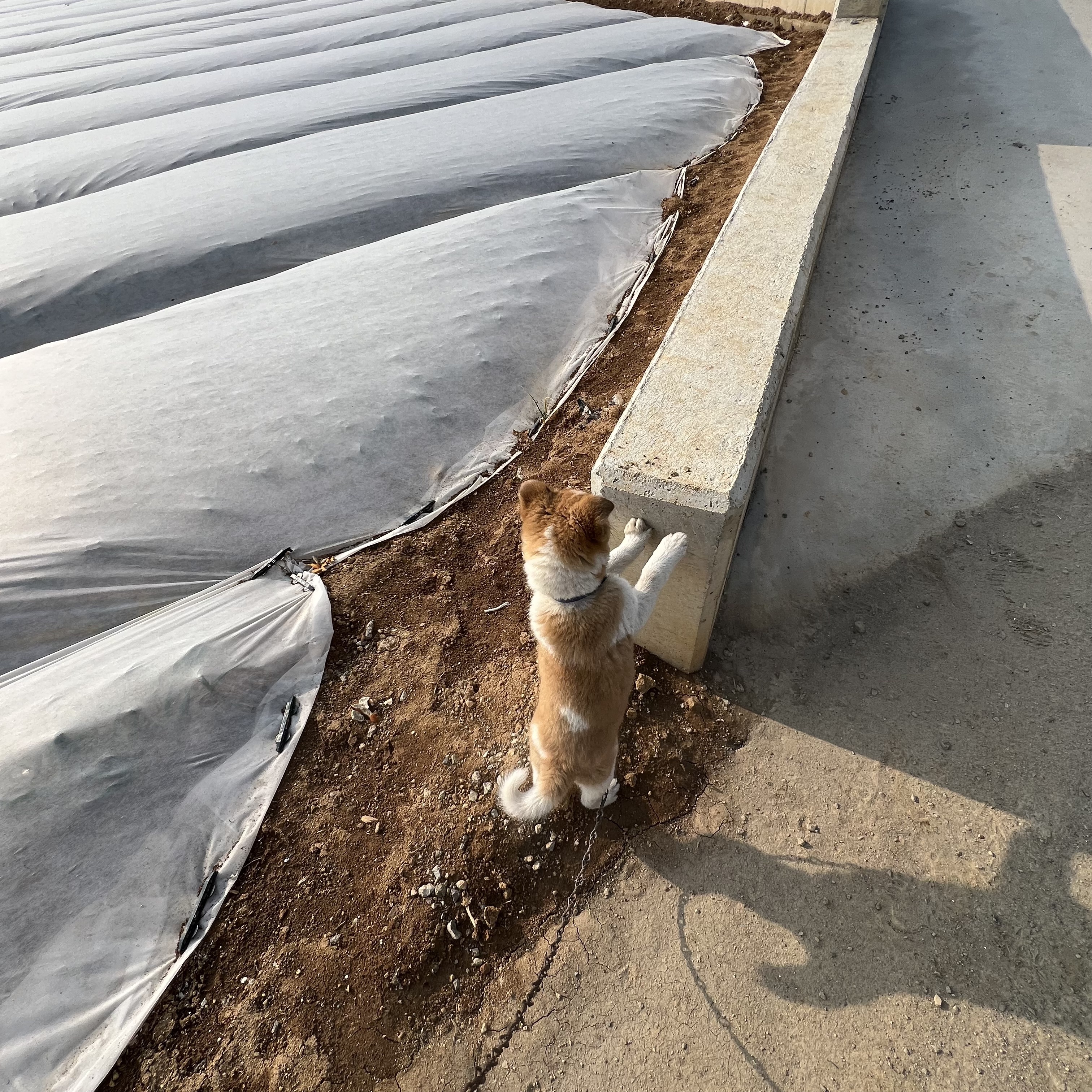 할머니집 시골개 산책시켜주고 왓다내요 | 인스티즈
