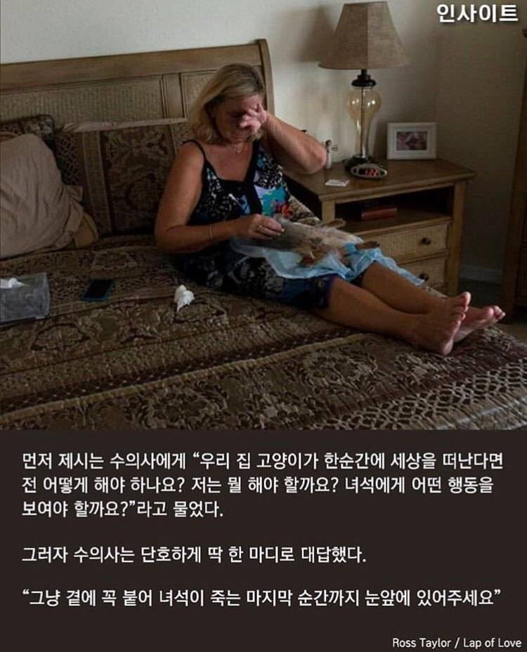 수의사가 말하는, 주인이 '무지개다리' 건너는 반려견 곁에 꼭 붙어있어줘야 하는 이유 | 인스티즈
