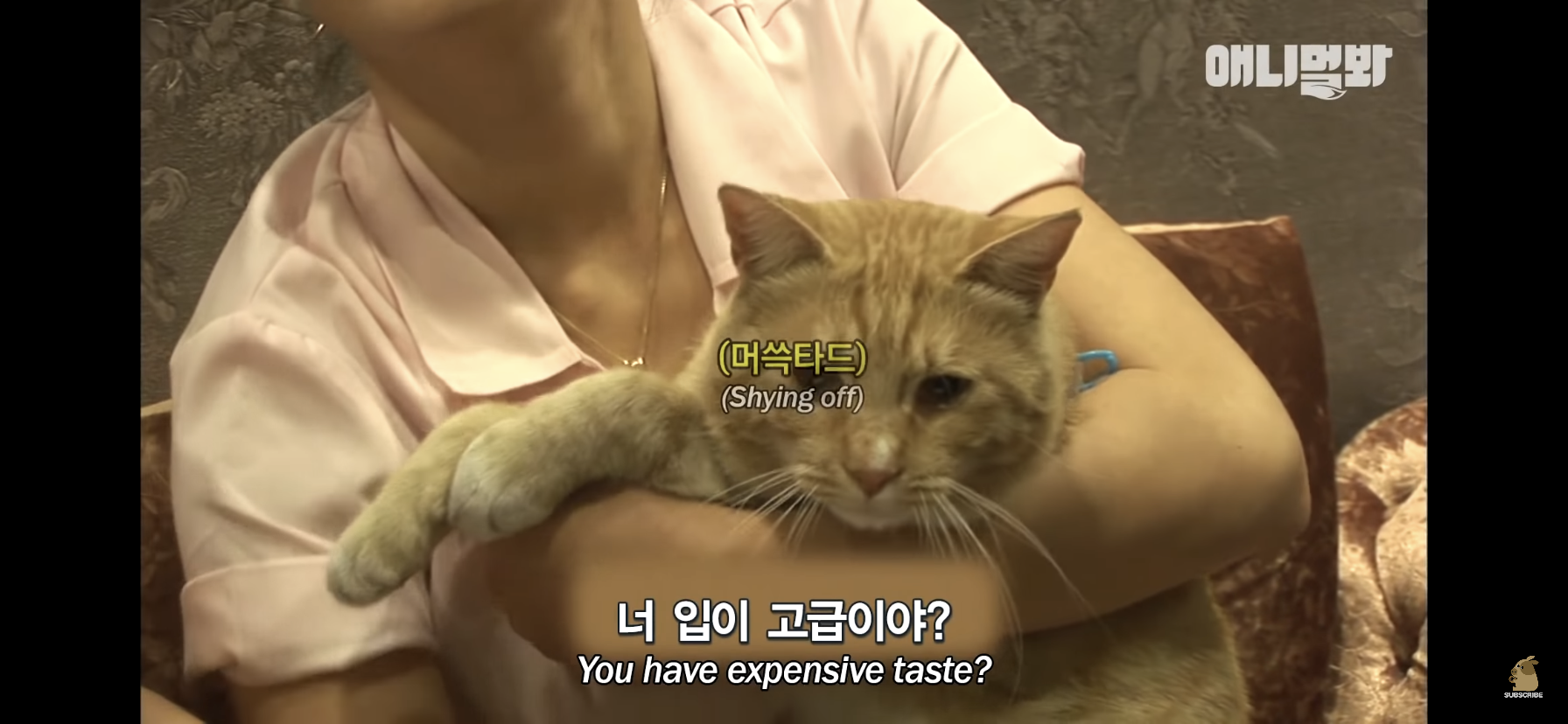 길고양이 목에 쪽지를 달자 생긴 영화같은 일 | 인스티즈