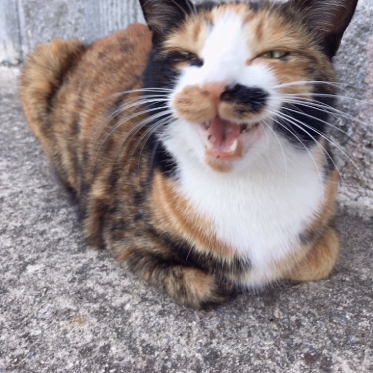 나 약간 피리부는 사나이...?🐈🐈🐈 | 인스티즈