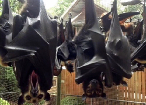 사람보다 큰 박쥐 (깜놀주의) | 인스티즈