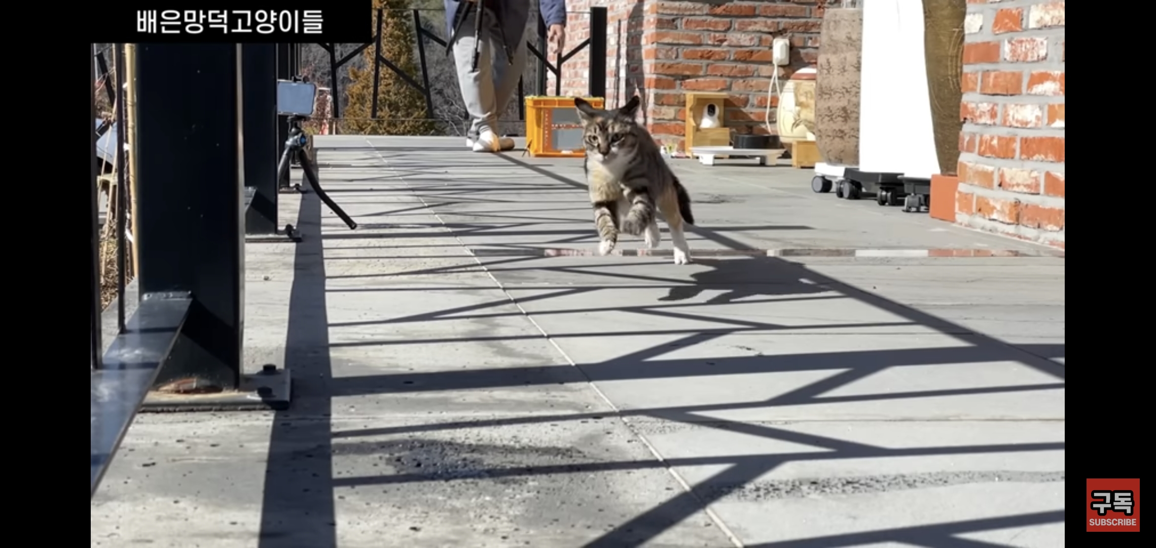 집 마당에 고양이가 나타나는 족족 다 잡아버리는 유튜버..jpg | 인스티즈