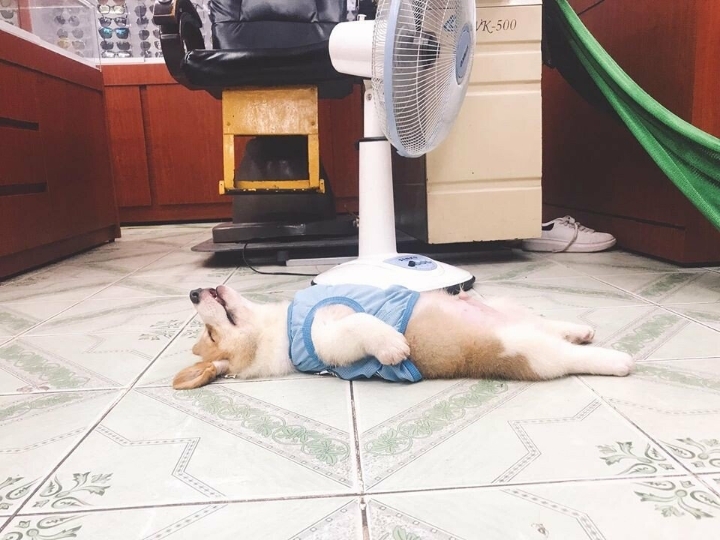 용과 먹고 잠든 웰시코기.jpg | 인스티즈