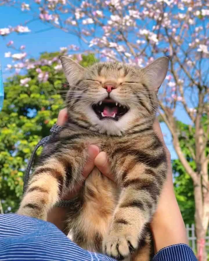 토요일의 고양이를 좋아하세요? | 인스티즈