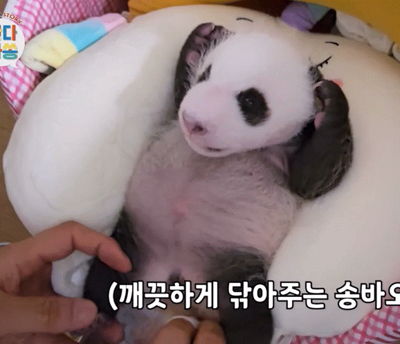 벌써부터 돼지판다..의 조짐이 보이는 푸바오 동생 둘째바오 | 인스티즈