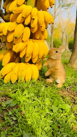 토끼 과일 먹방 | 인스티즈