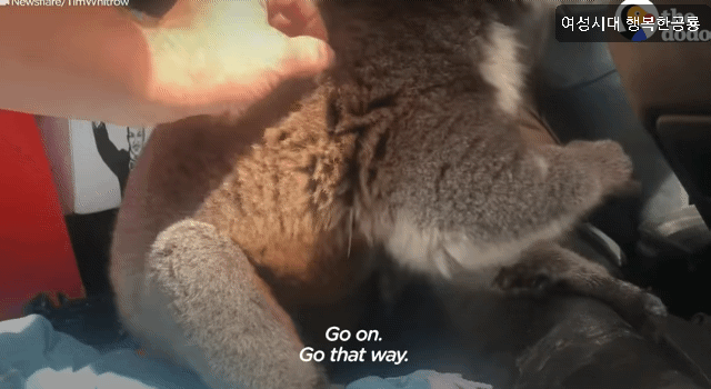 호주에서 더운 여름날에 차문을 열고 있으면 생기는 일.gif | 인스티즈