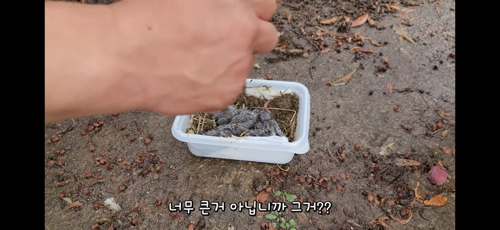 금은보화가 들어있는 박씨를 얼마나 받을지 궁금한 매탈남 | 인스티즈