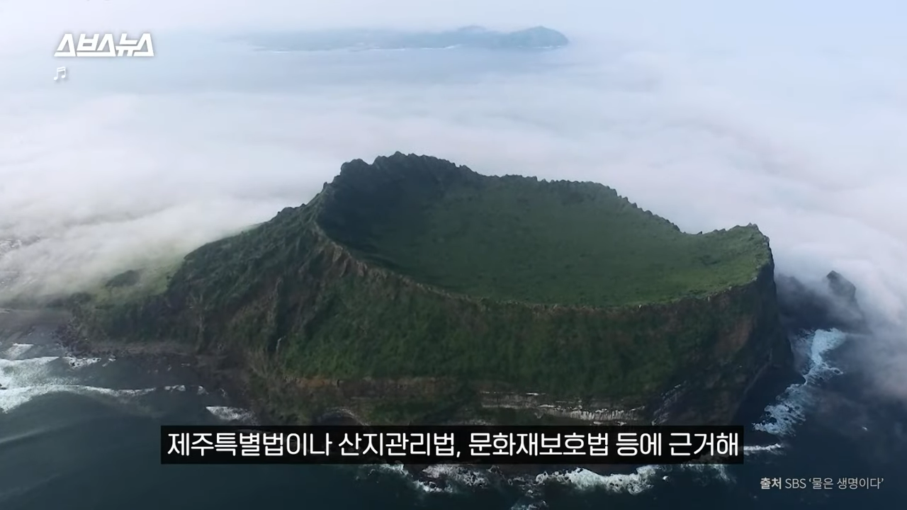 제주도에서 나무 10028그루가 베어진 이유 | 인스티즈
