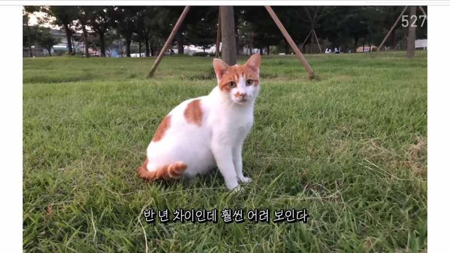 꽁꽁얼어붙은 한강위를 걷는 고양이는 몇살일까? | 인스티즈