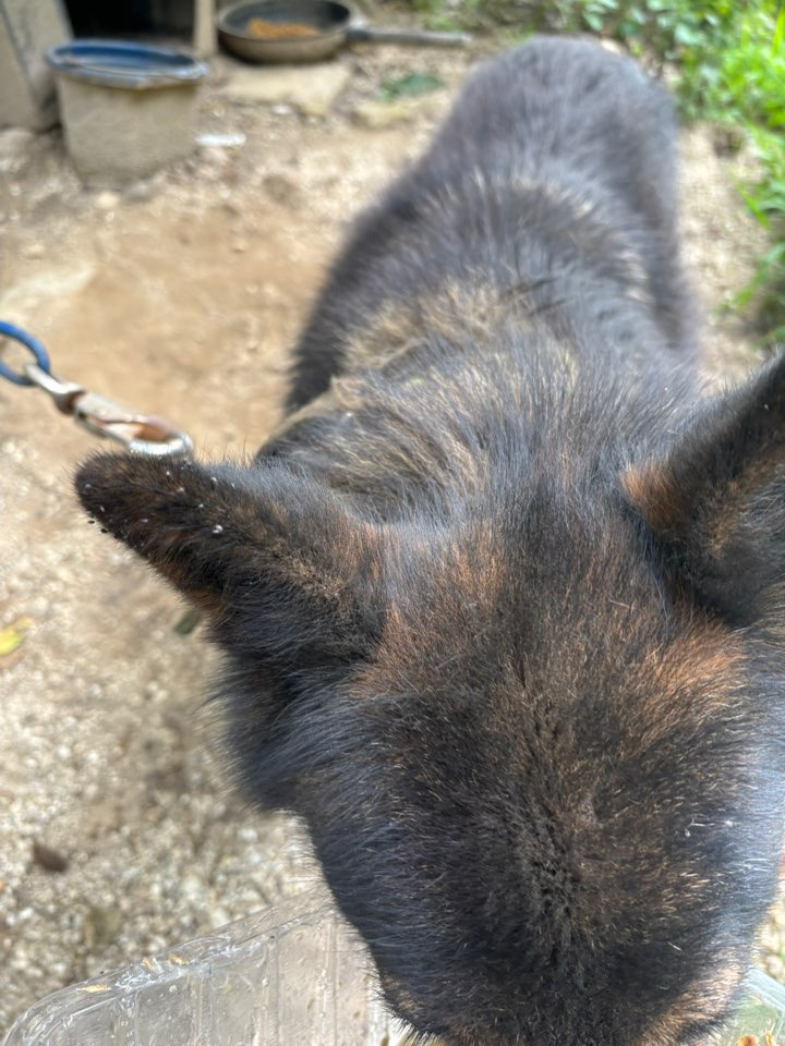 쩌리에서 논란이였던 계곡 방치견에 대한 캠핑장 피드백 | 인스티즈