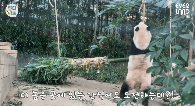 푸바오가 천재인 이유.gif | 인스티즈