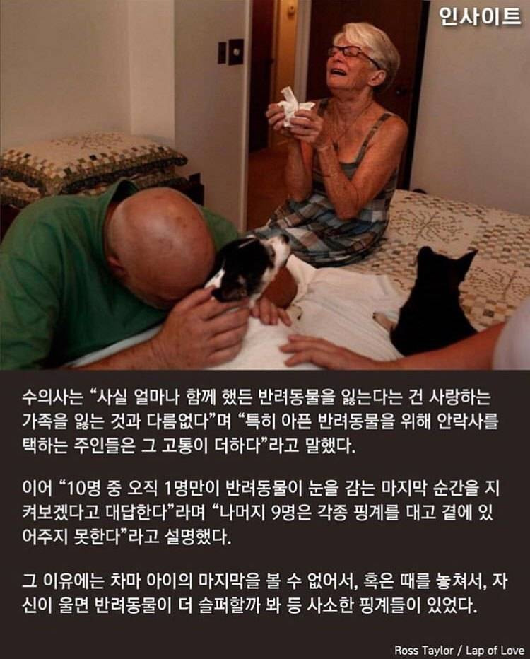 수의사가 말하는, 주인이 '무지개다리' 건너는 반려견 곁에 꼭 붙어있어줘야 하는 이유 | 인스티즈