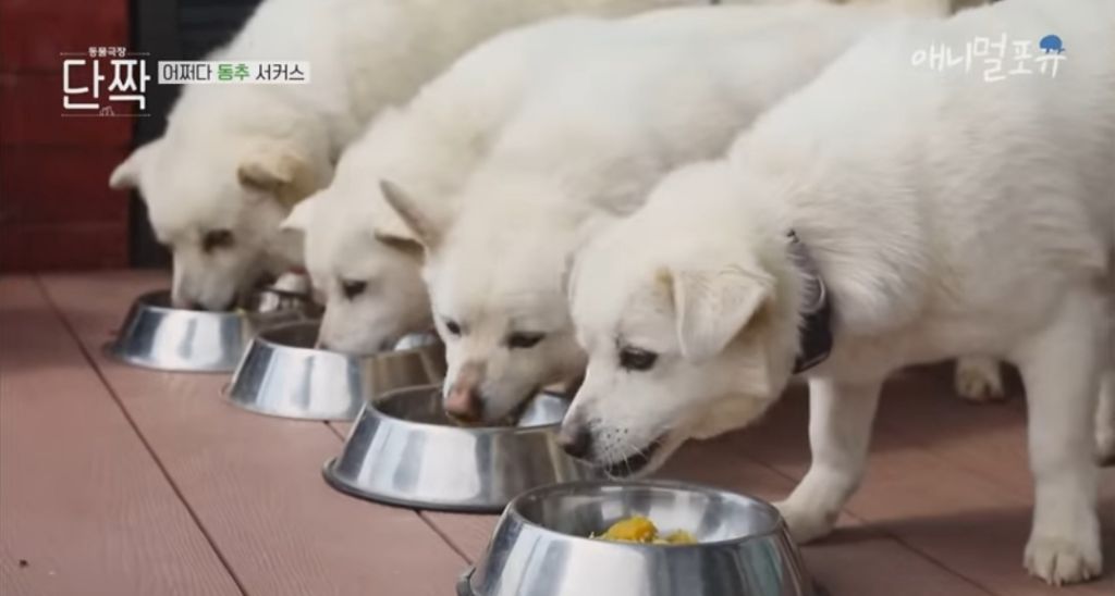 겁나 재밌게 사는 할아버지와 냥댕이들ㅋㅋㅋ.gif | 인스티즈