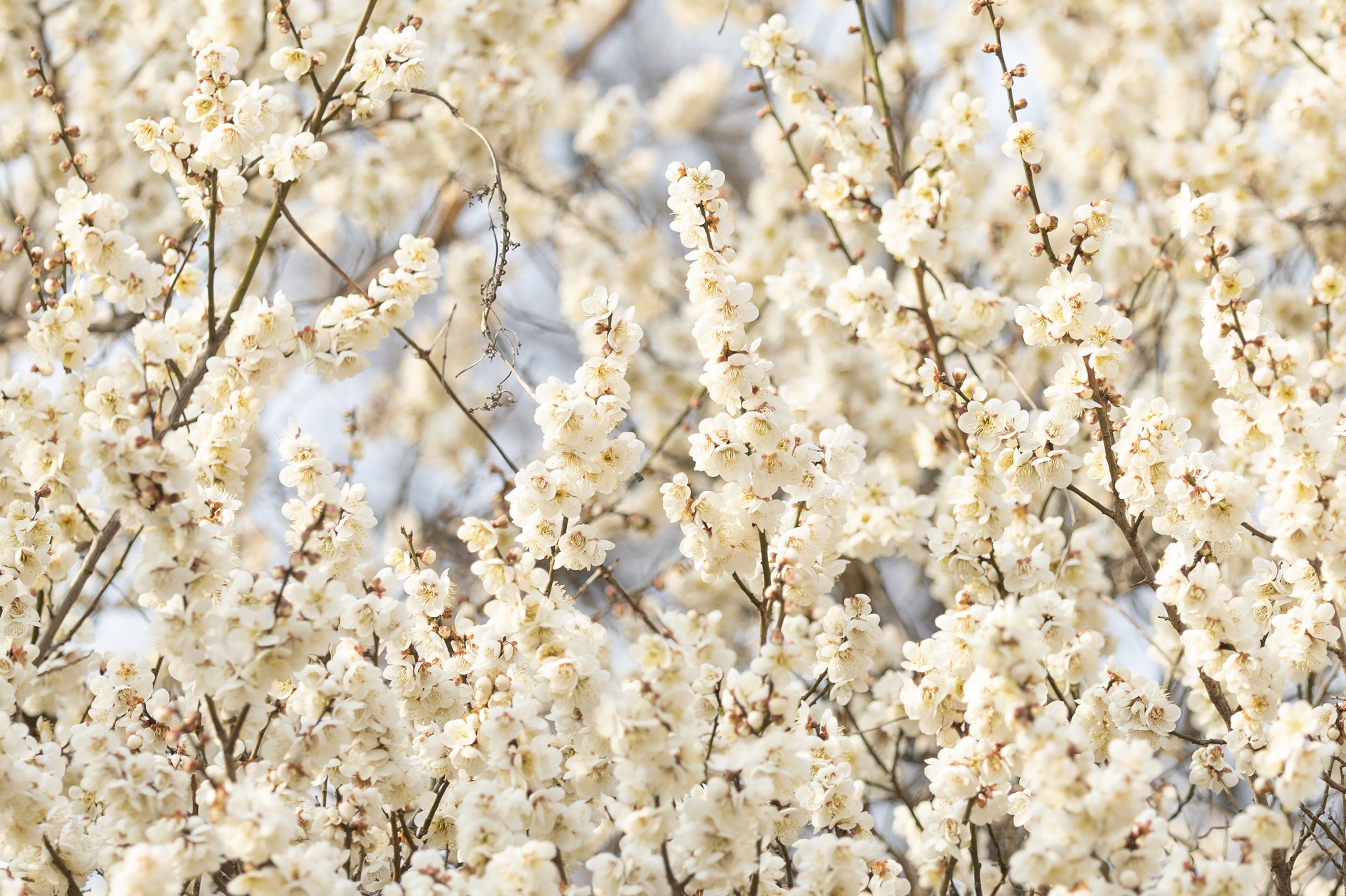 국립산림과학원에서 올려준 배경화면용 매화 사진.jpg | 인스티즈