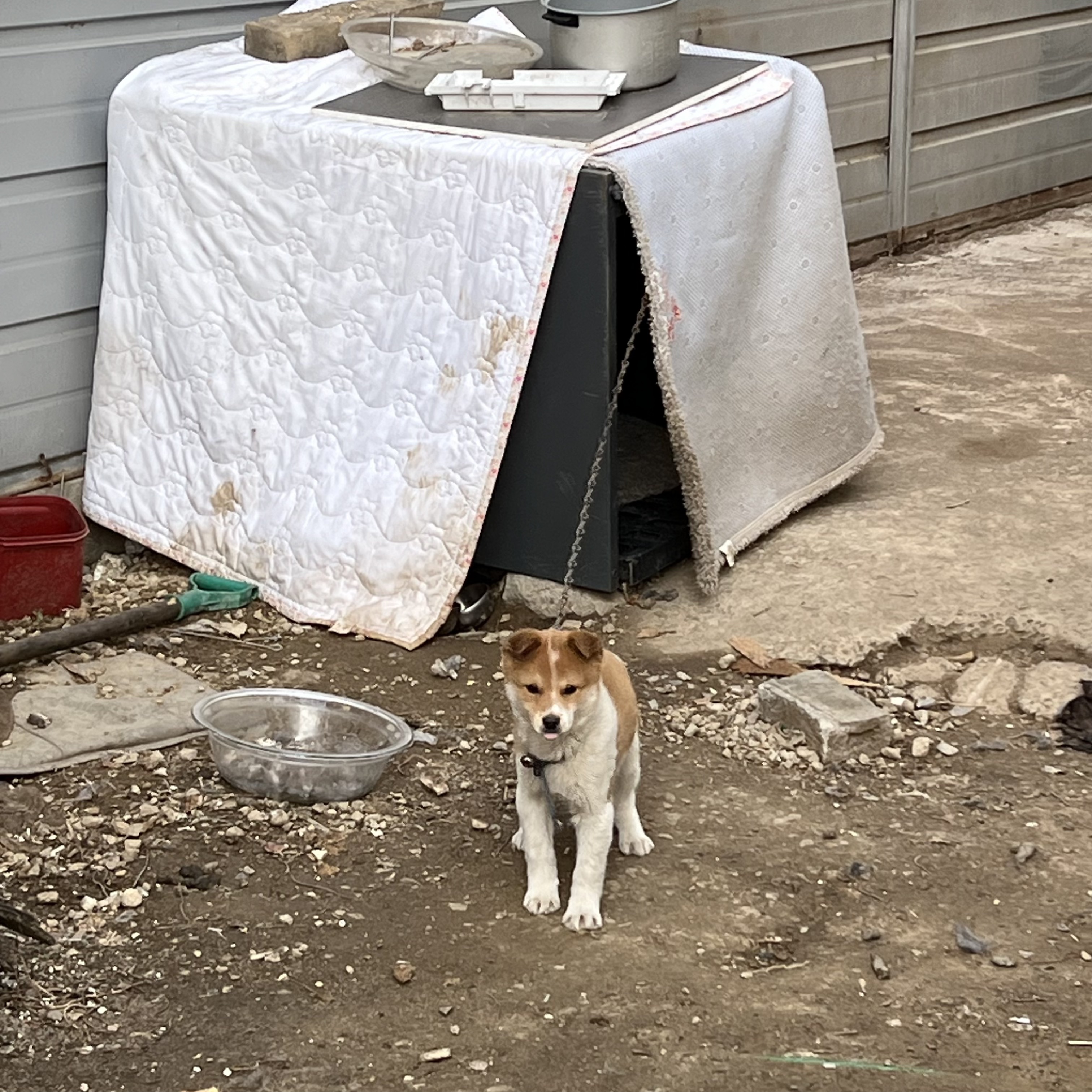 할머니집 시골개 산책시켜주고 왓다내요 | 인스티즈