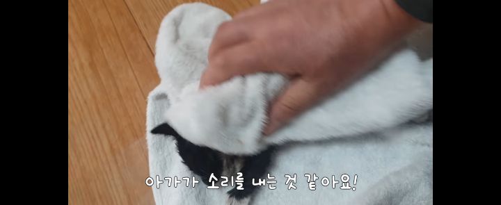 얼어죽어있던 아기고양이를 녹였더니.. | 인스티즈
