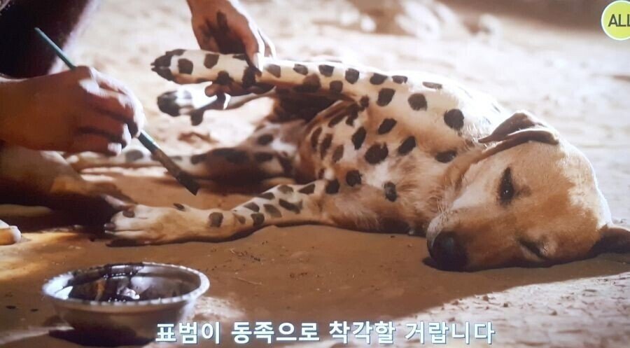 한 아프리카 부족의 댕댕이 지키는 방법.jpg | 인스티즈