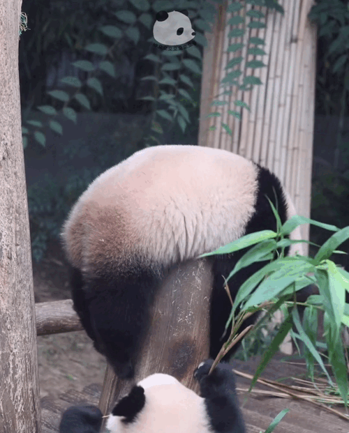 감자다리 후이바오🐼 | 인스티즈