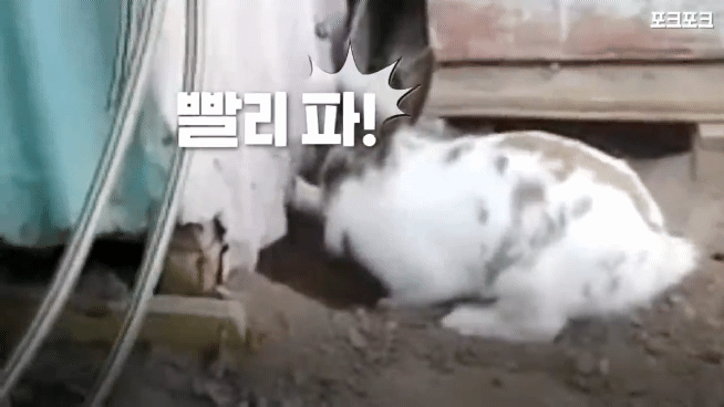창고밑에 갇힌 고양이를 구하려는 토끼 | 인스티즈