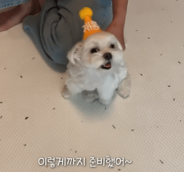 생일이 뭔진 모르겠지만 아무튼 신난 재롱이 | 인스티즈