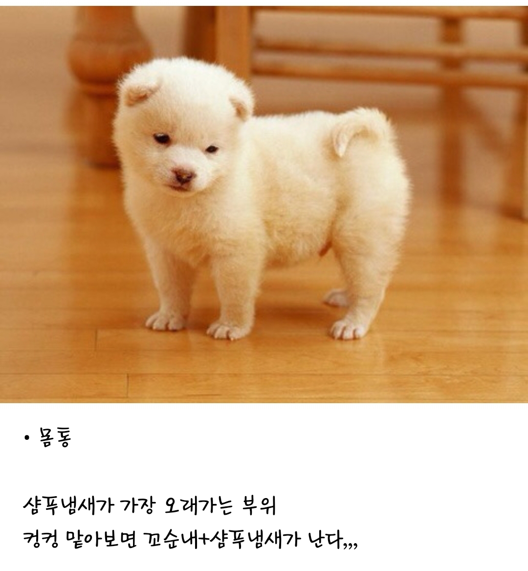 강아지 부위별 냄새 특징(주관적 주의) | 인스티즈
