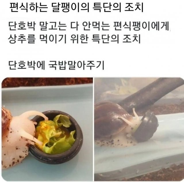 편식하는 달팽이 | 인스티즈