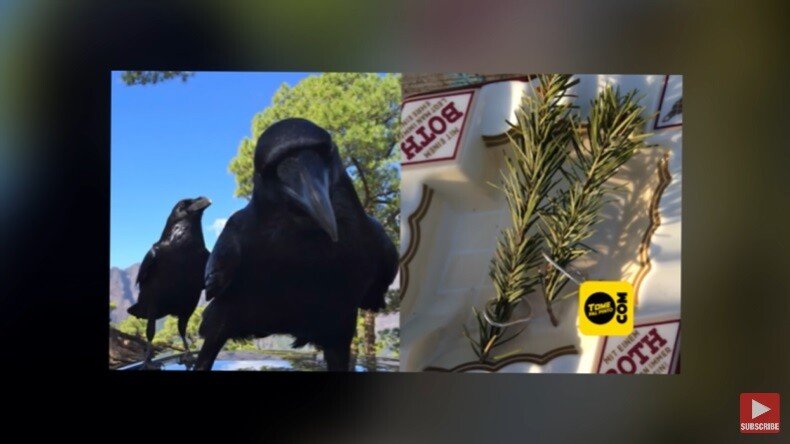 자신을 치료하고 먹이를 준 남자에게 보답한 까마귀 | 인스티즈