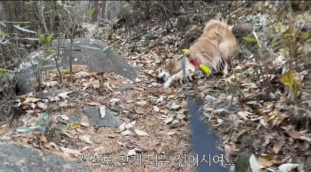 골든리트리버 키우고 싶을 때 보면 생각이 바뀌는 영상 | 인스티즈