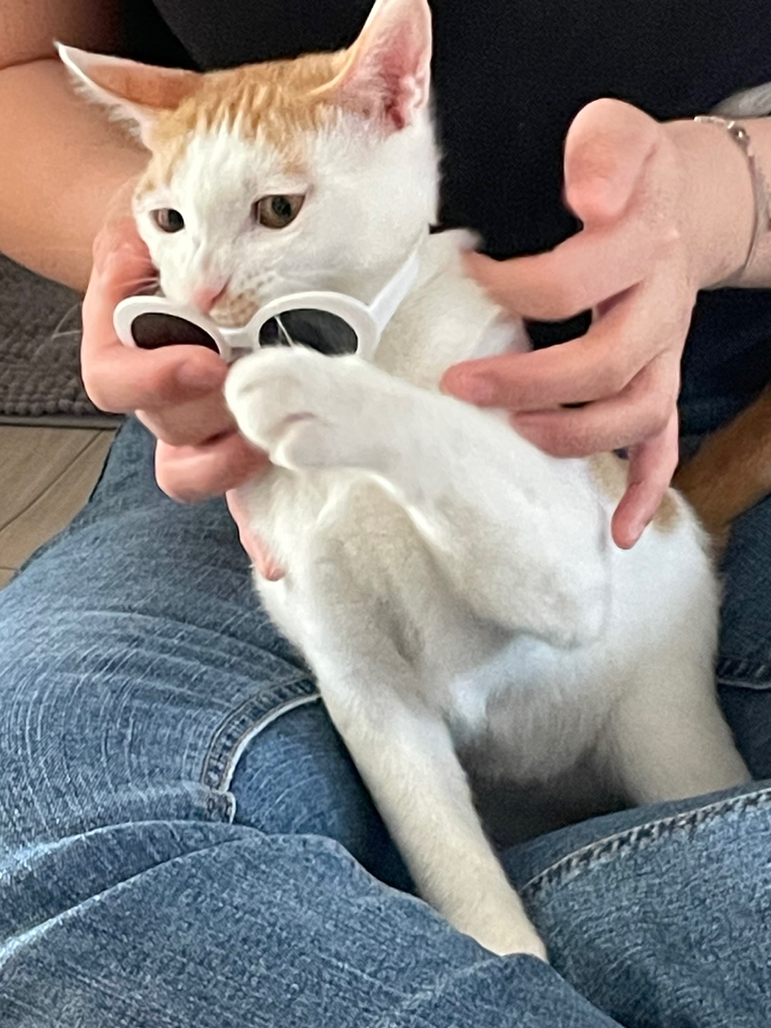 미나명이나물 닮은 고양이 | 인스티즈