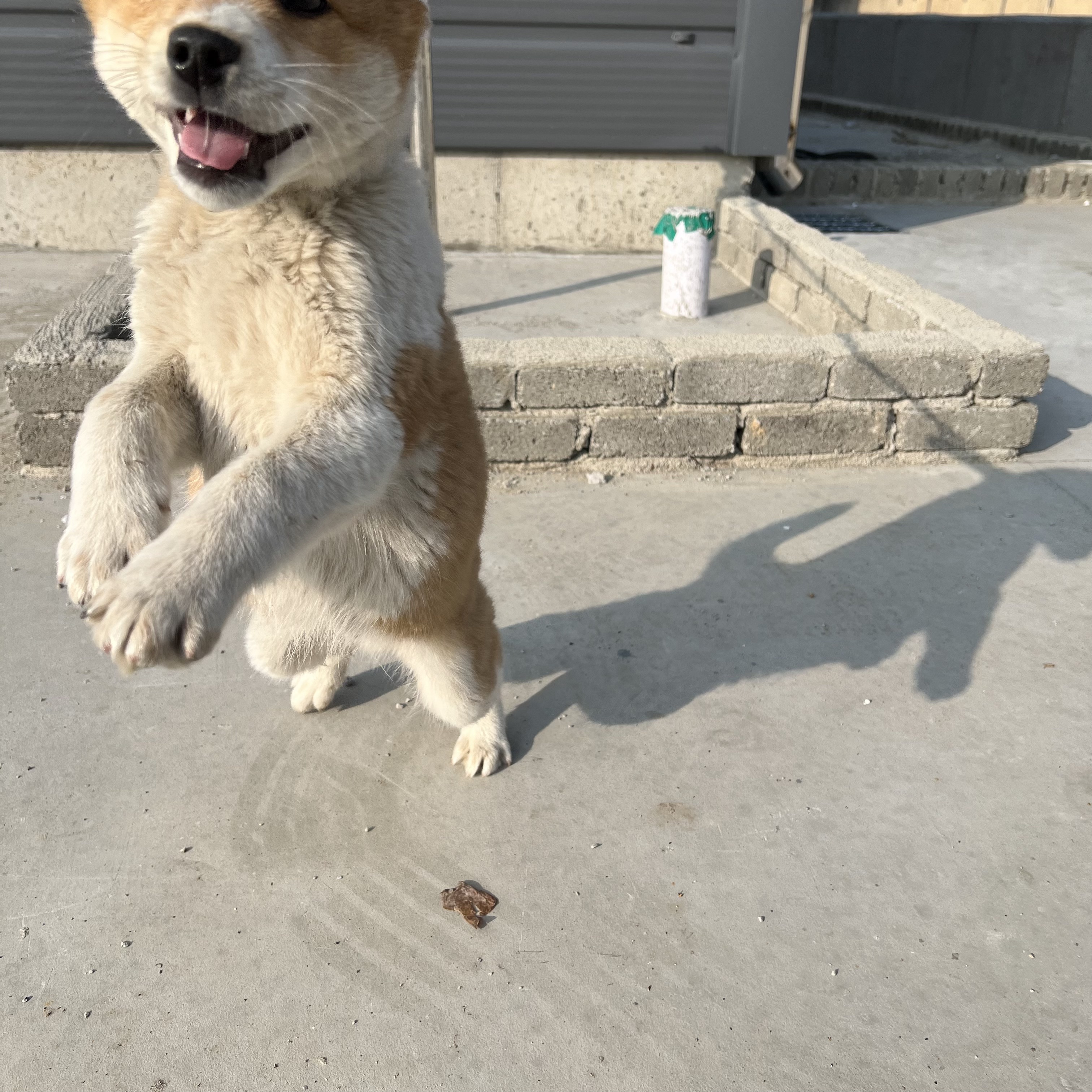할머니집 시골개 산책시켜주고 왓다내요 | 인스티즈