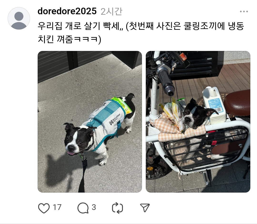 🐶: 강아지 유아차가 뭐라고 생각해? | 인스티즈