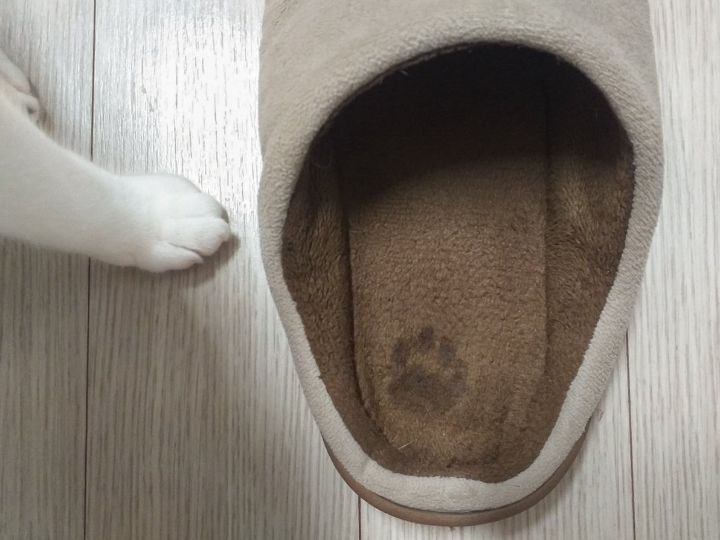 물에 젖은 발로 내 실내화 신었었나봐 | 인스티즈