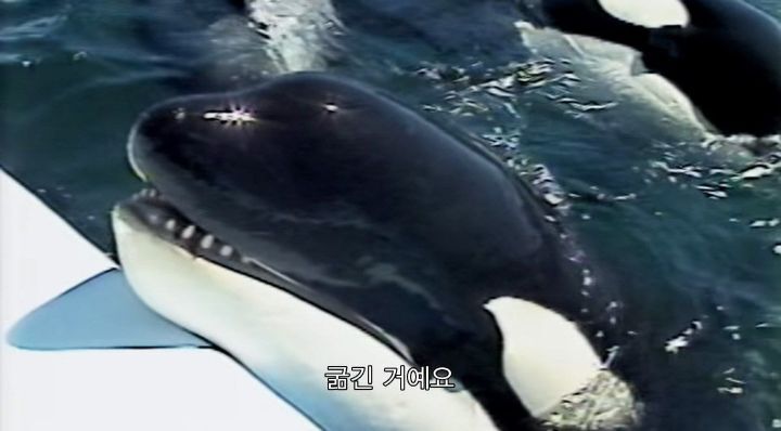 어느날 소방서에 고래가 조련사를 잡아 먹었다는 신고가 들어왔다 .jpg (스압주의) | 인스티즈