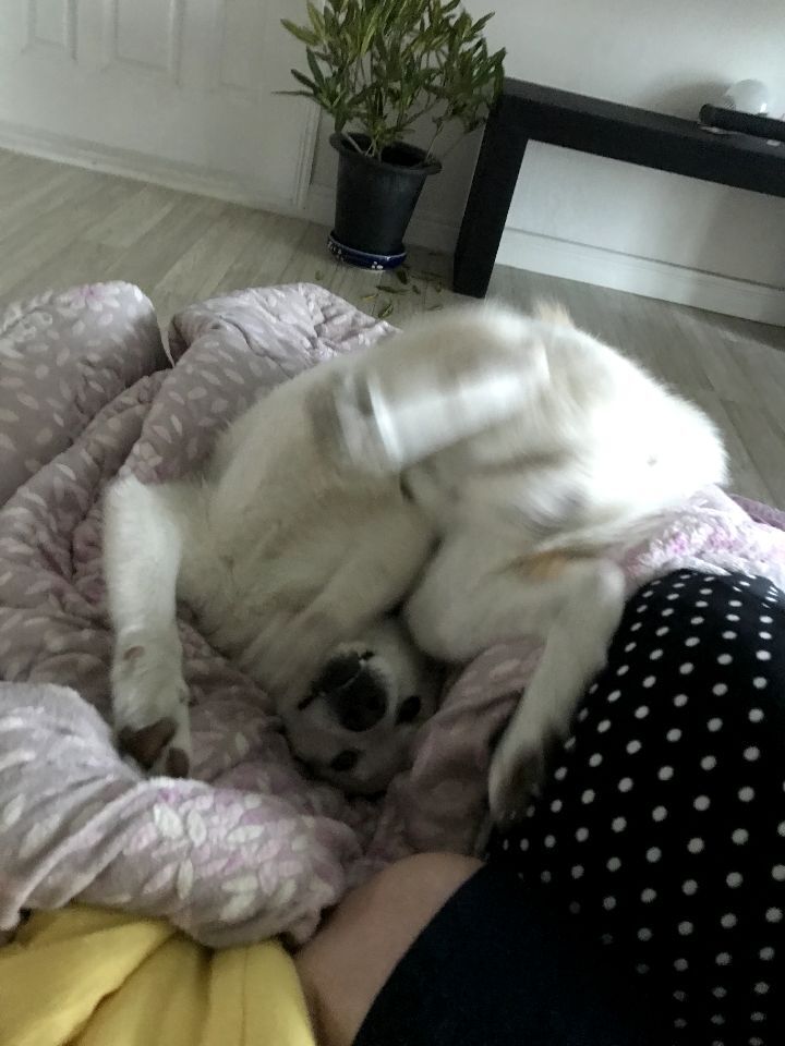 우리집 개 자는거 보실분? | 인스티즈