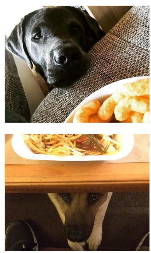 주인이 밥먹을때 댕댕이 유형 | 인스티즈