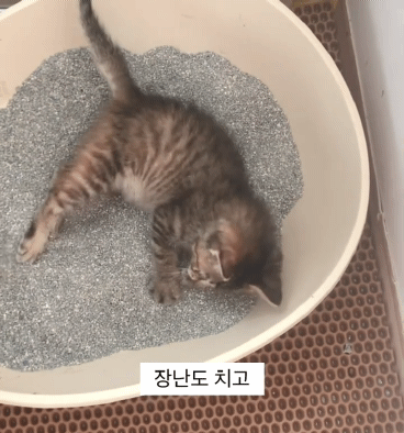 아깽이들은 왜...? | 인스티즈