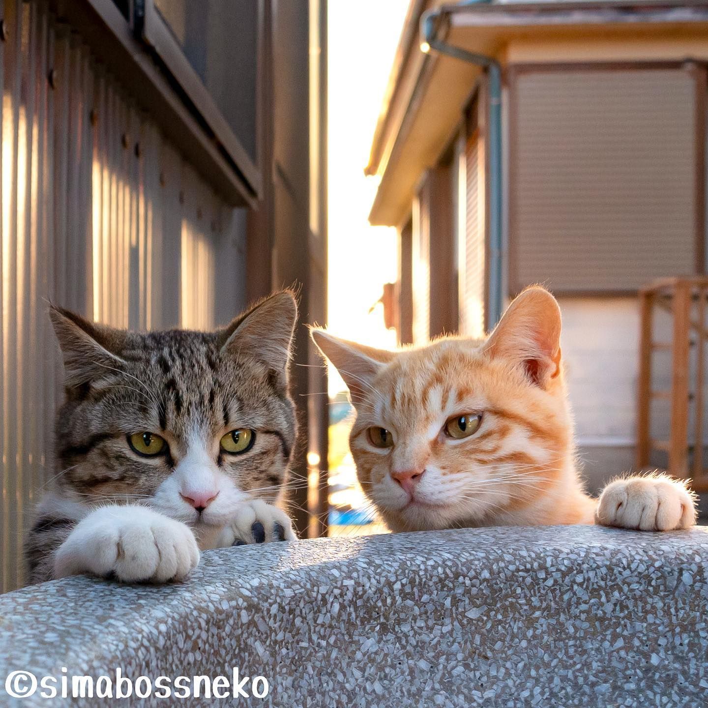 여시네 강아지고양이가 마라탕 엽떡 같은거 먹어도 ㄱㅊ? | 인스티즈