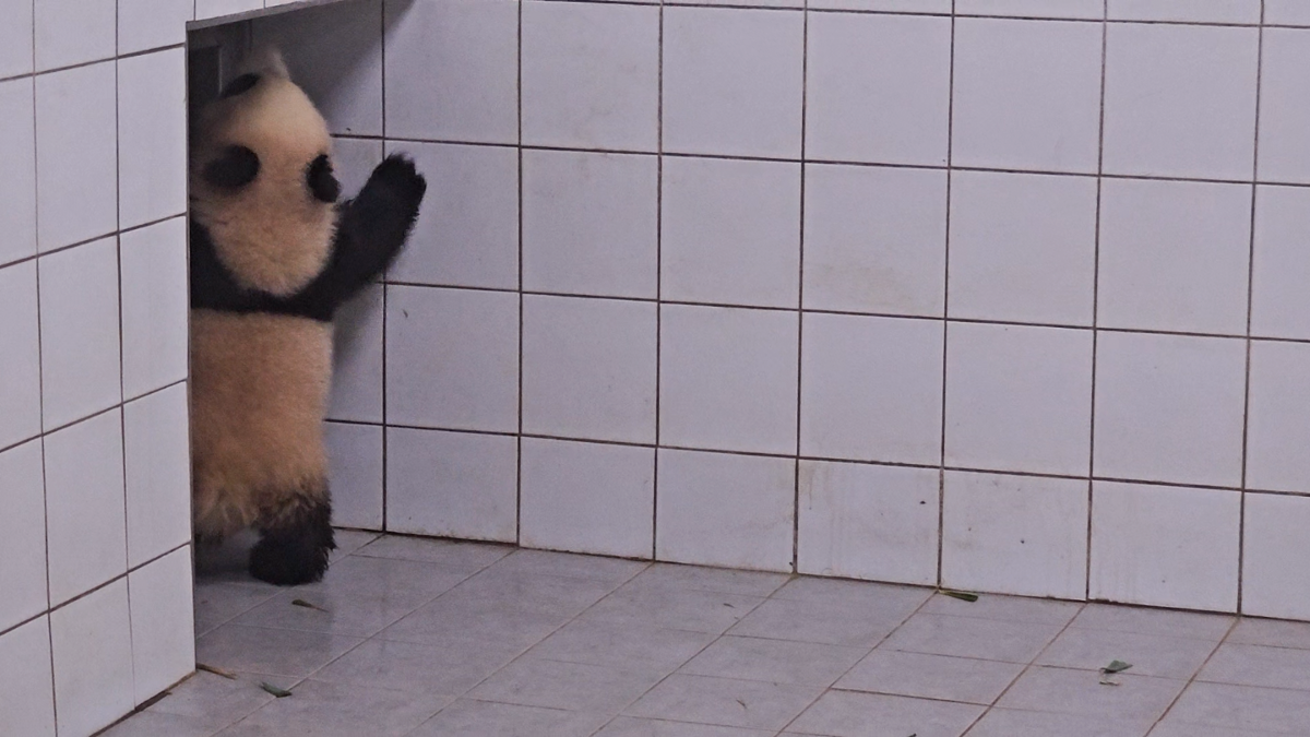 신기하게 국적(?)이 보이는 판다들 | 인스티즈