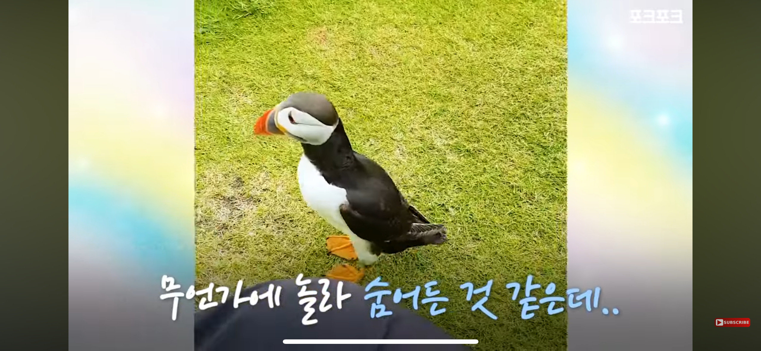 갑자기 사진작가에게 다가온 퍼핀 | 인스티즈