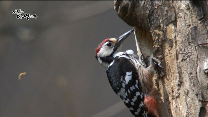 색까지 복원된 공룡들.jpg | 인스티즈