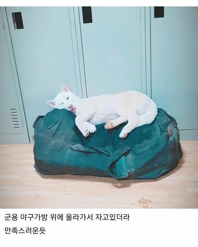 군부대에 들어와 살기 시작한 멍구 | 인스티즈