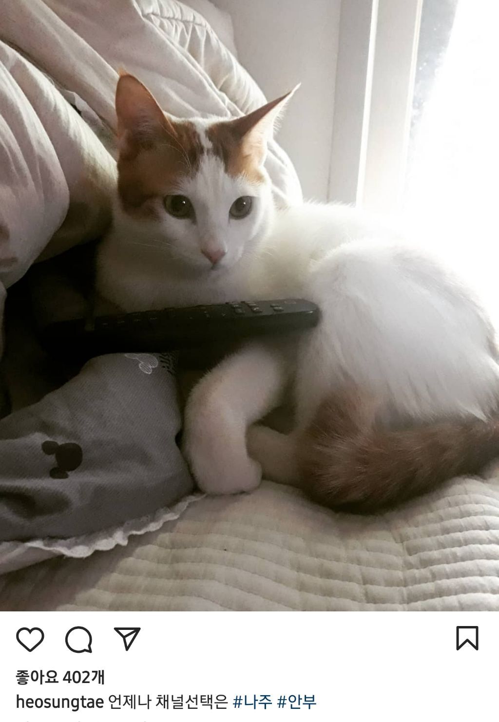 배우 허성태네 고양이들 | 인스티즈