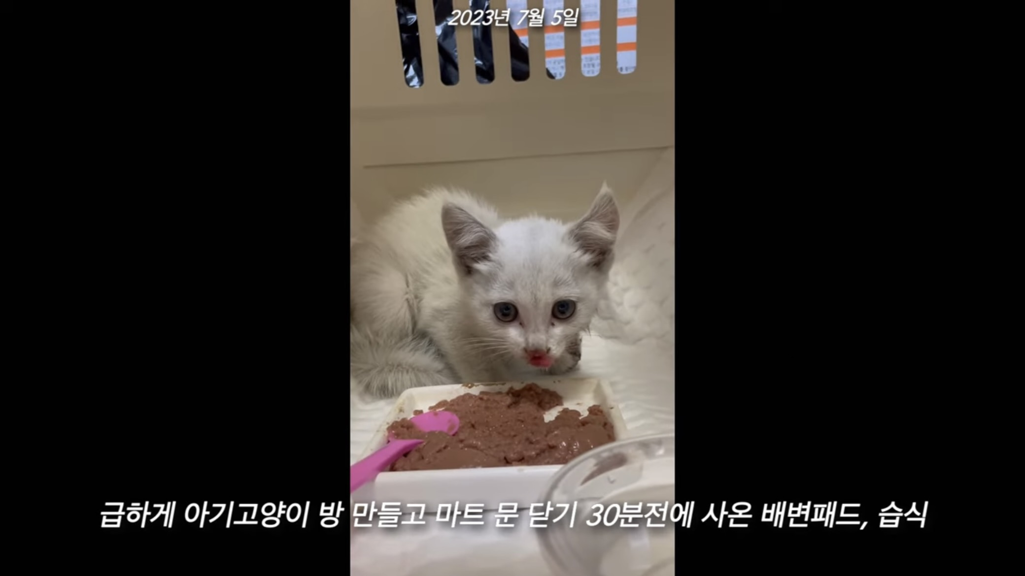 언니가 다리다친 아기고양이를 주워왔다 | 인스티즈
