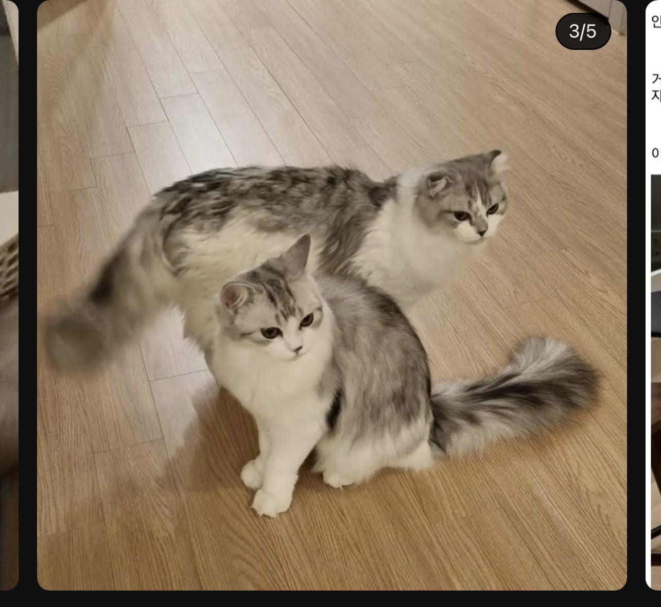 구조된 고양이가 입양갔는데 사람을 너무 잘 따른다는 이유로 파양됨 | 인스티즈