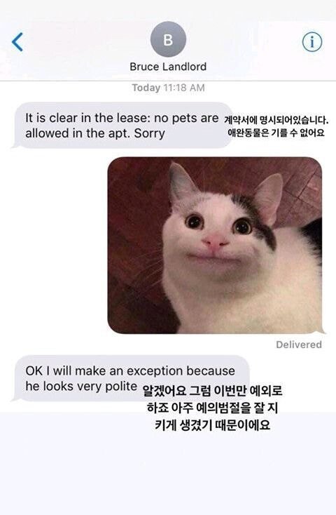 송영길 예의바른 고양이 닮았다는데 진짜 닮았네 | 인스티즈