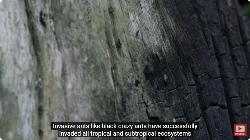 거대한 수조에 열대우림 환경을 조성해놓으면 생기는 일 - 4 | 인스티즈